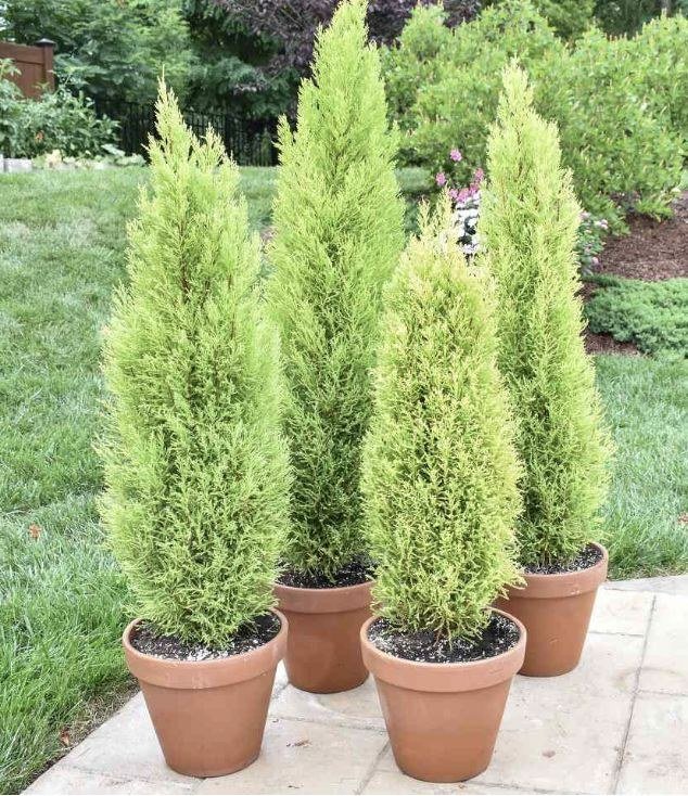 Italian cypress