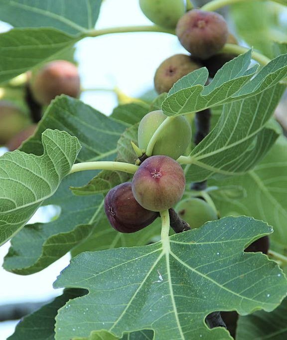 Fig