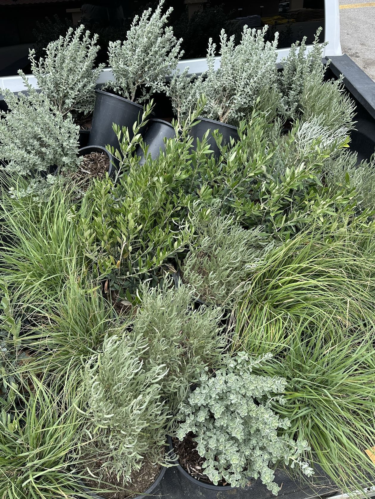 Rosemary and sage