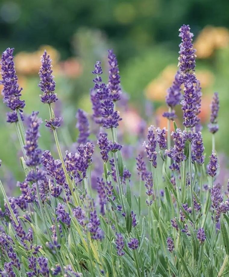 Lavender