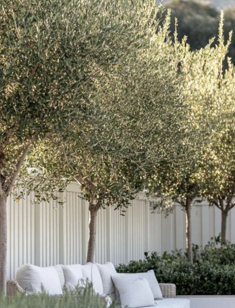 Olive trees