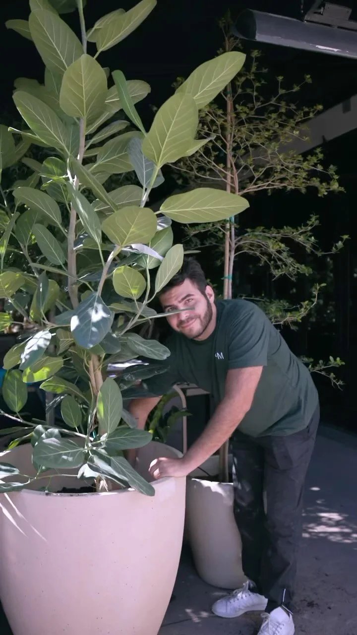Horticulturist tending to a plant